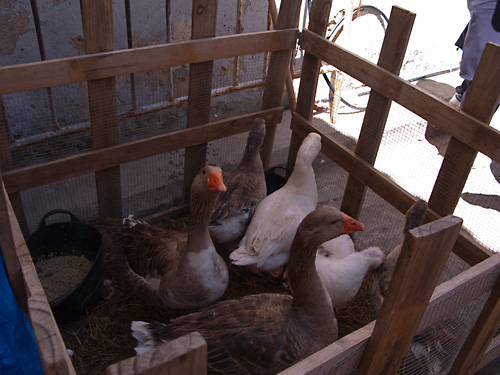  VIII Mercado medieval de La Adrada (2009)