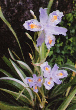 Jardín Botánico Valle del Tietar