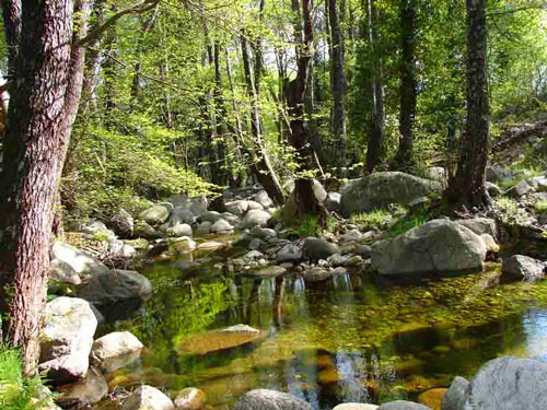 Puentes y rios Puentes y rios