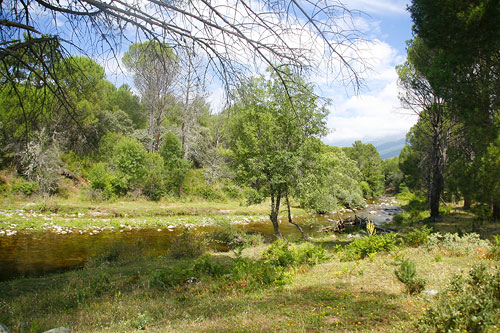 Puentes y rios Puentes y rios