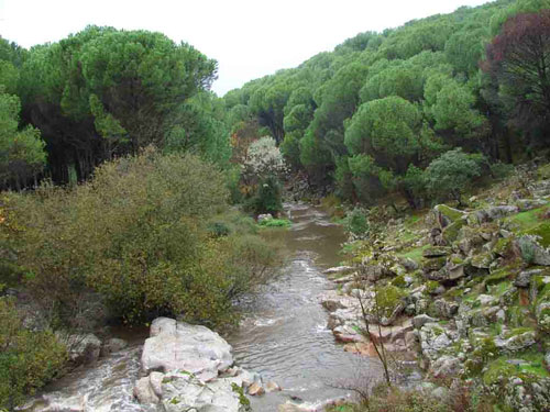 Puentes y rios Puentes y rios