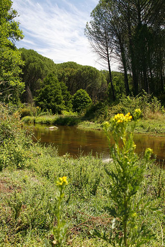 Puentes y rios Puentes y rios